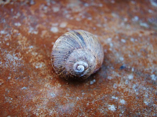 Close-Up Shot of a Snail Shell
