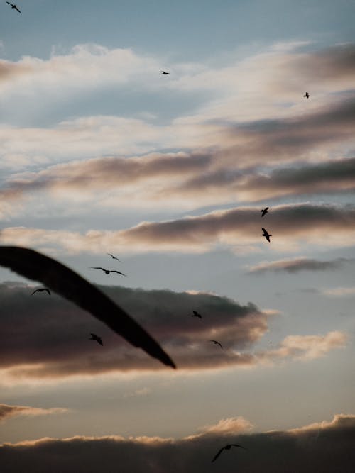 Gratis lagerfoto af flyve, fugle, himmel