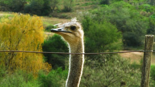 Free stock photo of klein karoo, ostrich