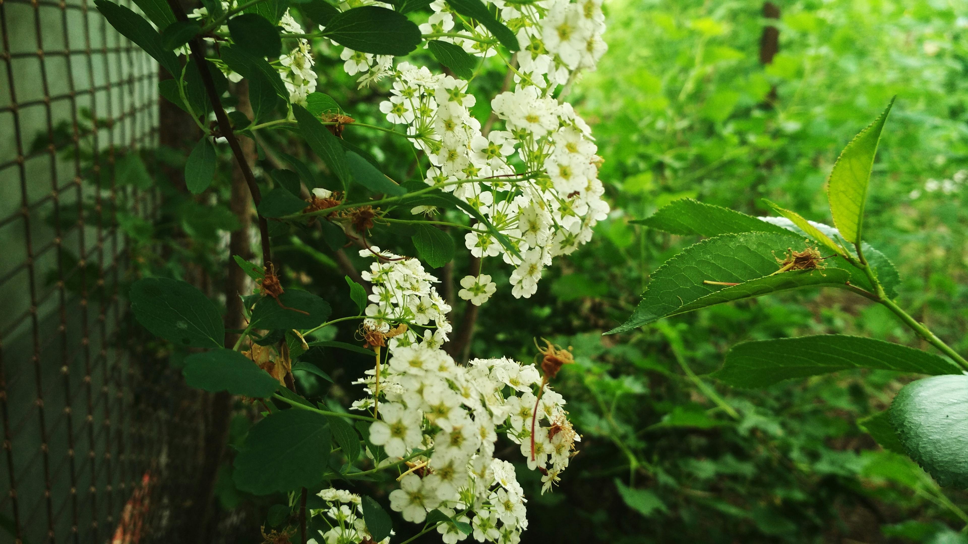 Gratuit Photos gratuites de arbre, fleurs, forêt Photos