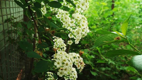 Kostenloses Stock Foto zu baum, blumen, frei