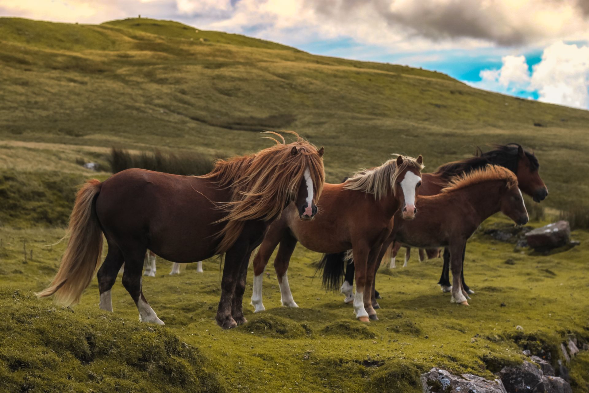 Horses on Highland Meadow