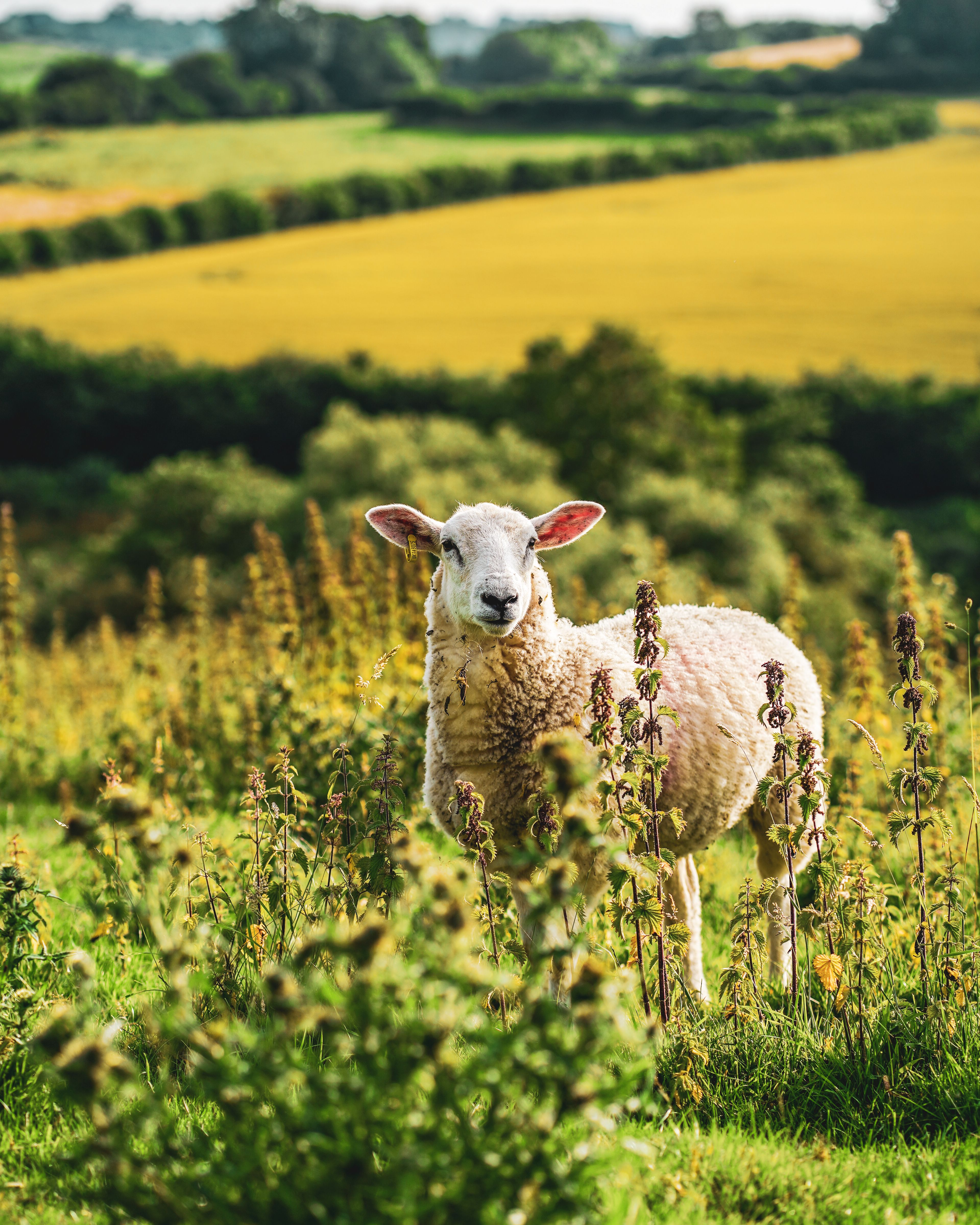 Photo of Sheep on Grass Field · Free Stock Photo