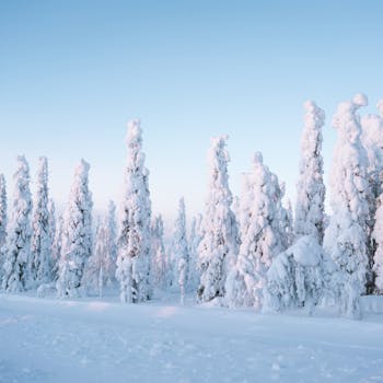 Stunning winter scene of snow-laden trees under a clear sky in Finland's tranquil forest.