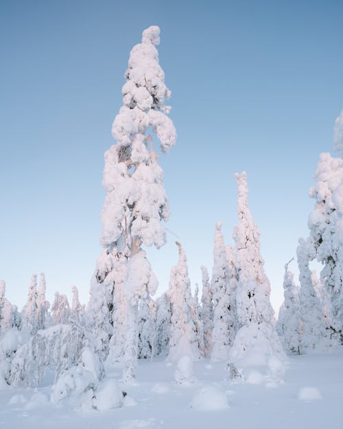 Free Snow-Covered Trees on the Field Stock Photo