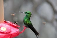 哥斯达黎加卡塔戈喂食器上，绿色蜂鸟与蜜蜂的特写镜头