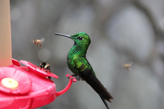 Close-up of a green hummingbird and bees at a feeder in Cartago, Costa Rica.