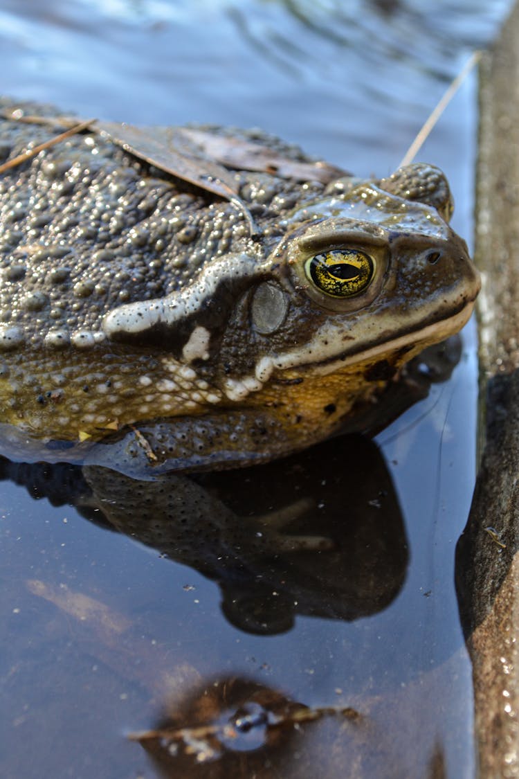 Close-Up Shot Of A Toad