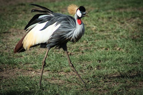 免费 黑，白和棕鹤鸟的照片 素材图片