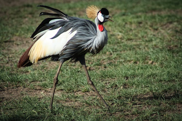 Photo Of Black, White, And Brown Crane Bird