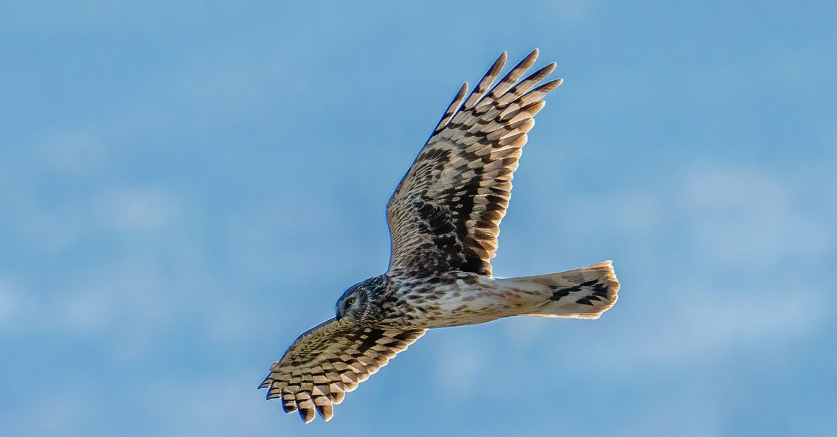 Photo of an Owl Flying · Free Stock Photo