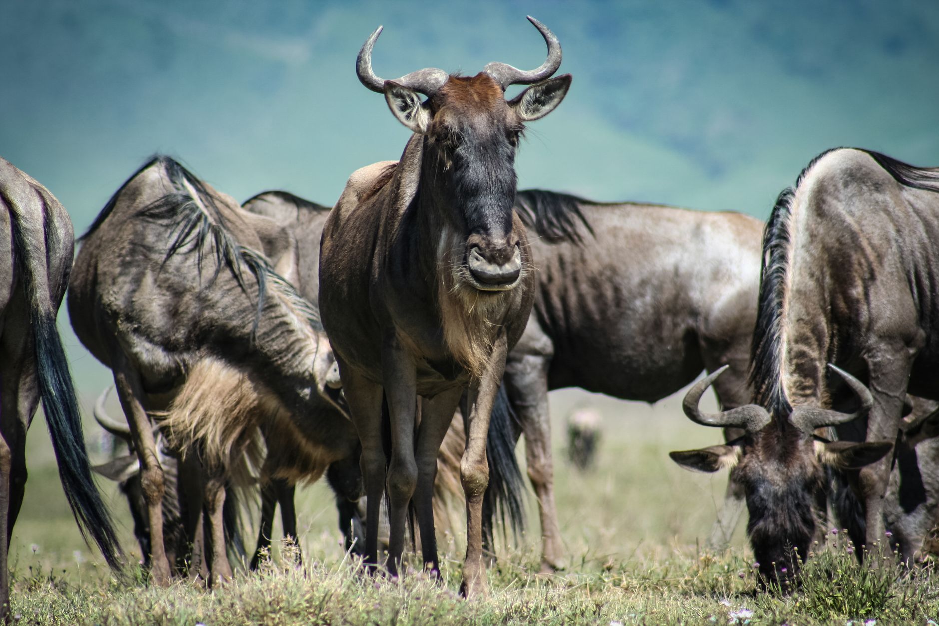 A herd of wildebeests grazing in the grasslands of Manyoni, Tanzania during the day. — free online jigsaw puzzle on JigsawPuzzlesFreeOnline.org