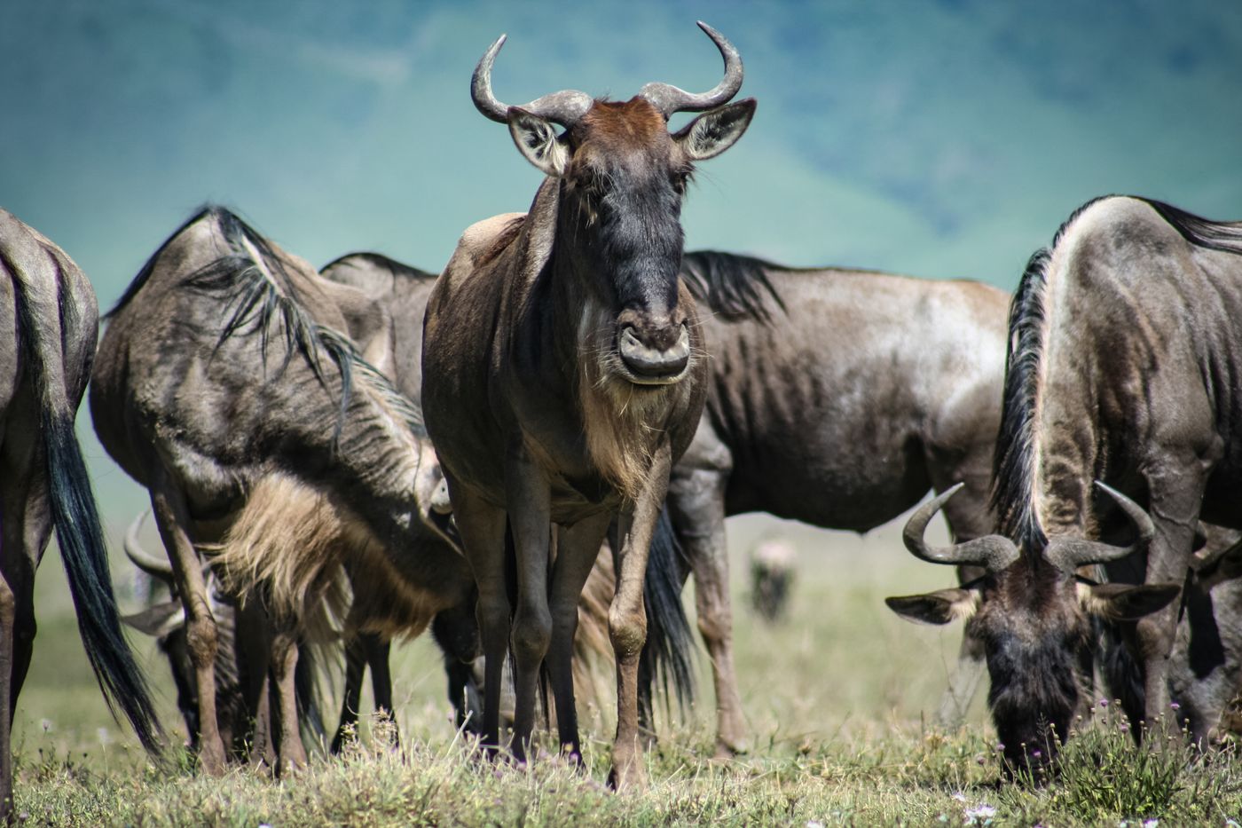 A large herd of wildebeest grazing across open grassland in Tanzania during the day