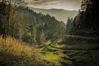 黎明时分，阳光透过郁郁葱葱的绿叶和树木，呈现出迷人的森林场景