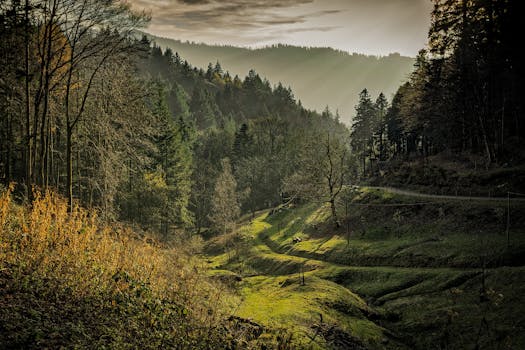 Green Forest Taken during Sunrise