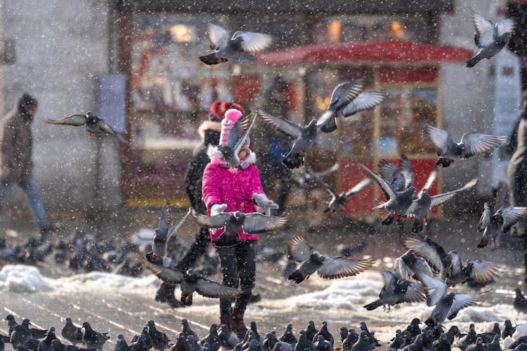 A Child In Pink Jacket Standing Near A Group Of Pigeons Under The Snow