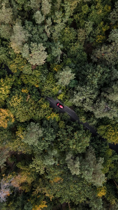 Free Aerial view of a red car driving through a dense forest on a winding road. Stock Photo