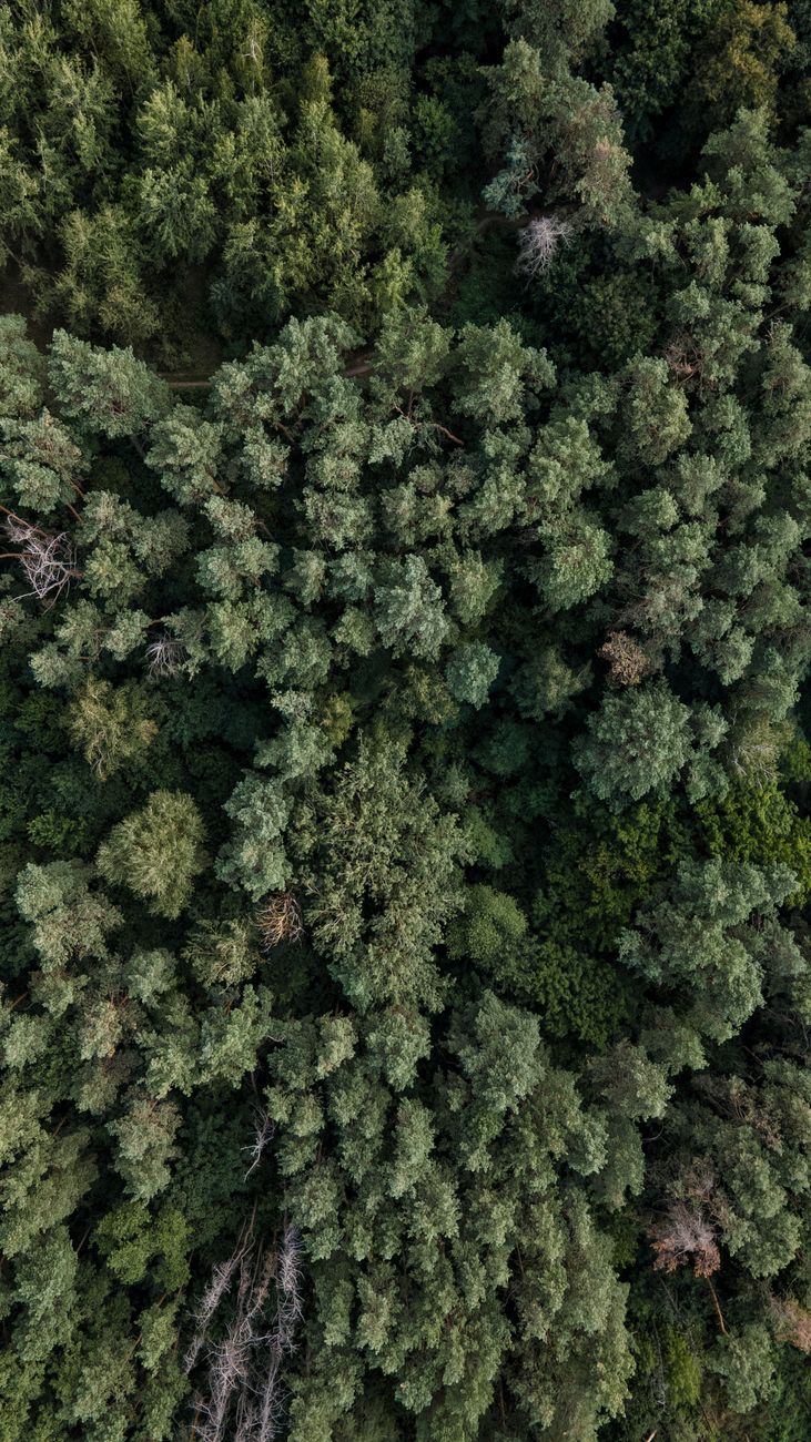 Entre a densa floresta de pinheiro e a areia da costa Atlântica