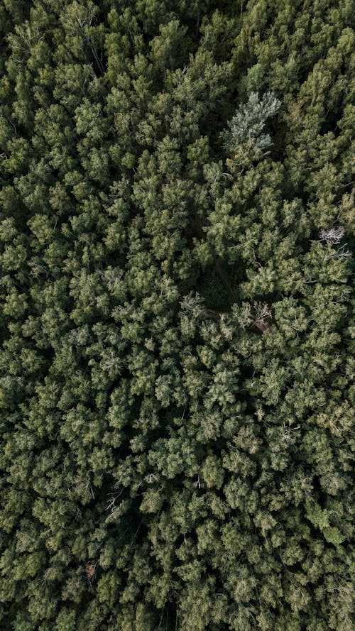 Aerial View of Trees in the Forest