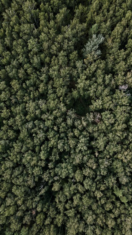 Aerial View of Trees in the Forest · Free Stock Photo