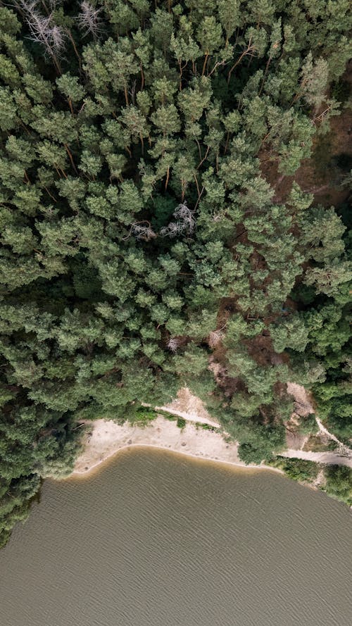 Foto profissional grátis de aerofotografia, árvores, corpo d'água