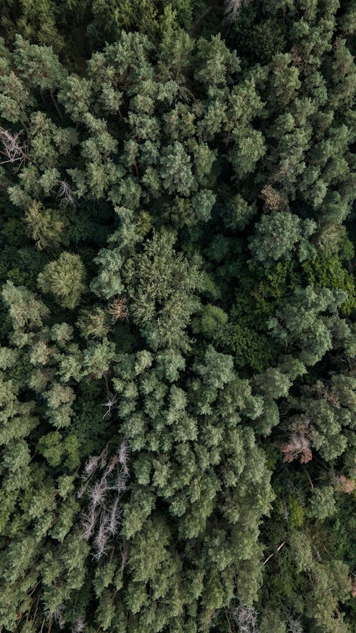 Aerial View of Trees in the Forest