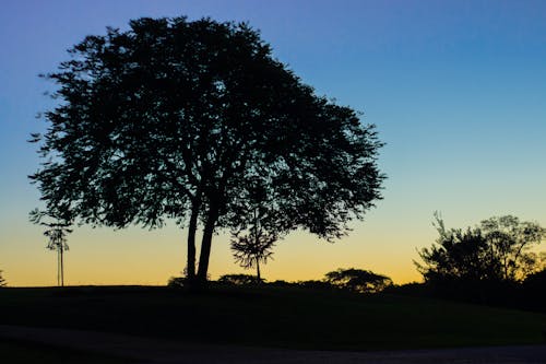 Gratis stockfoto met afgetekend, bamboebomen, bananenbomen