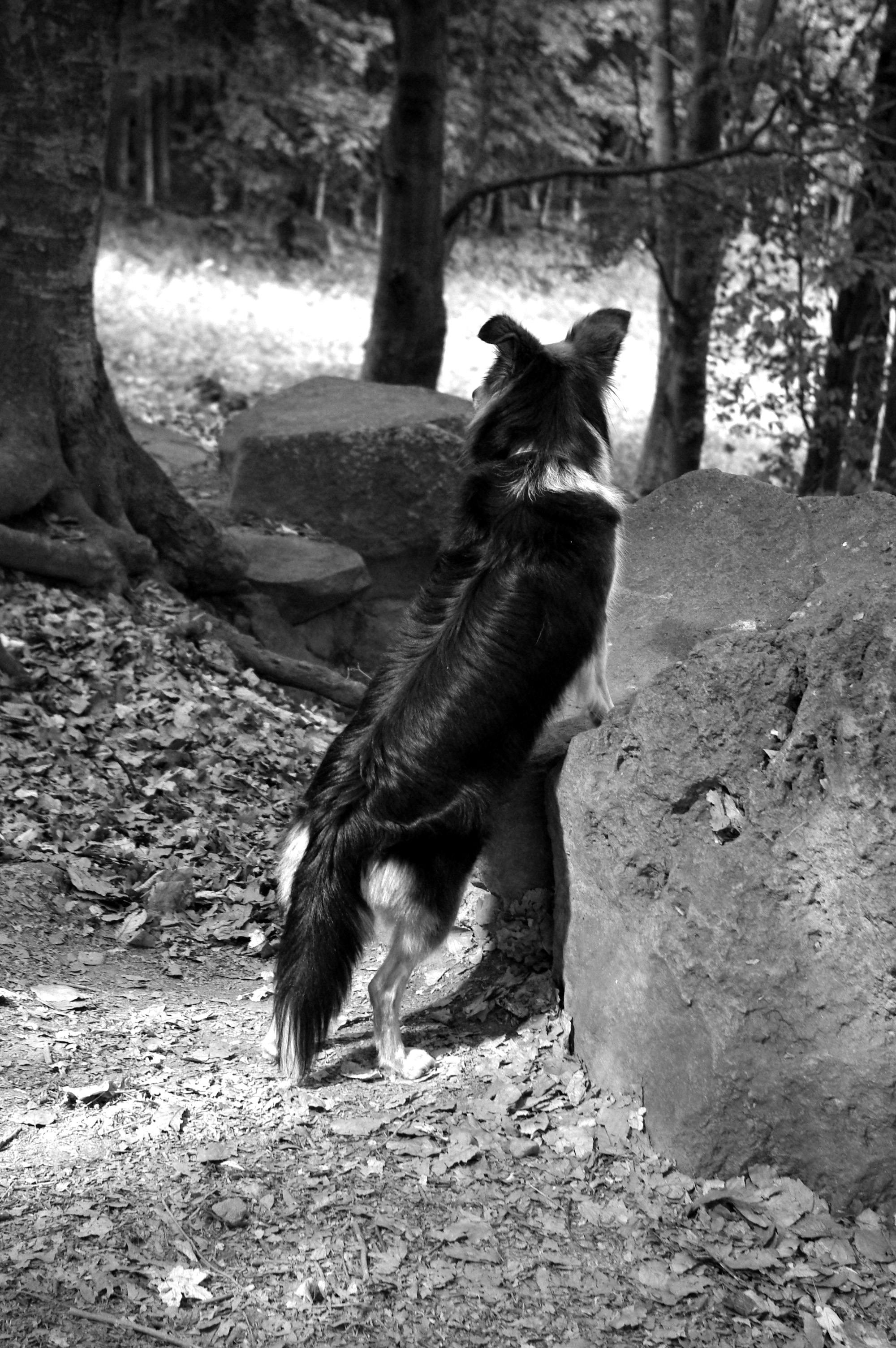 Free stock photo of black and white, black dog, dog