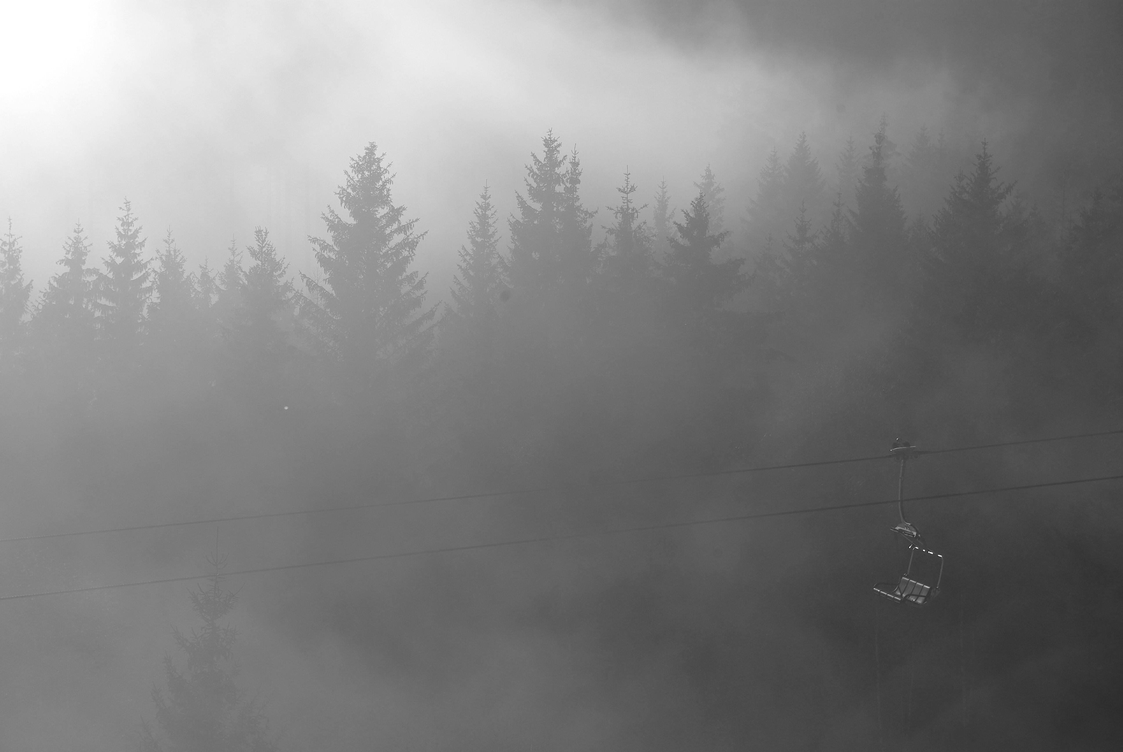 Free stock photo of austria, black and white, forest