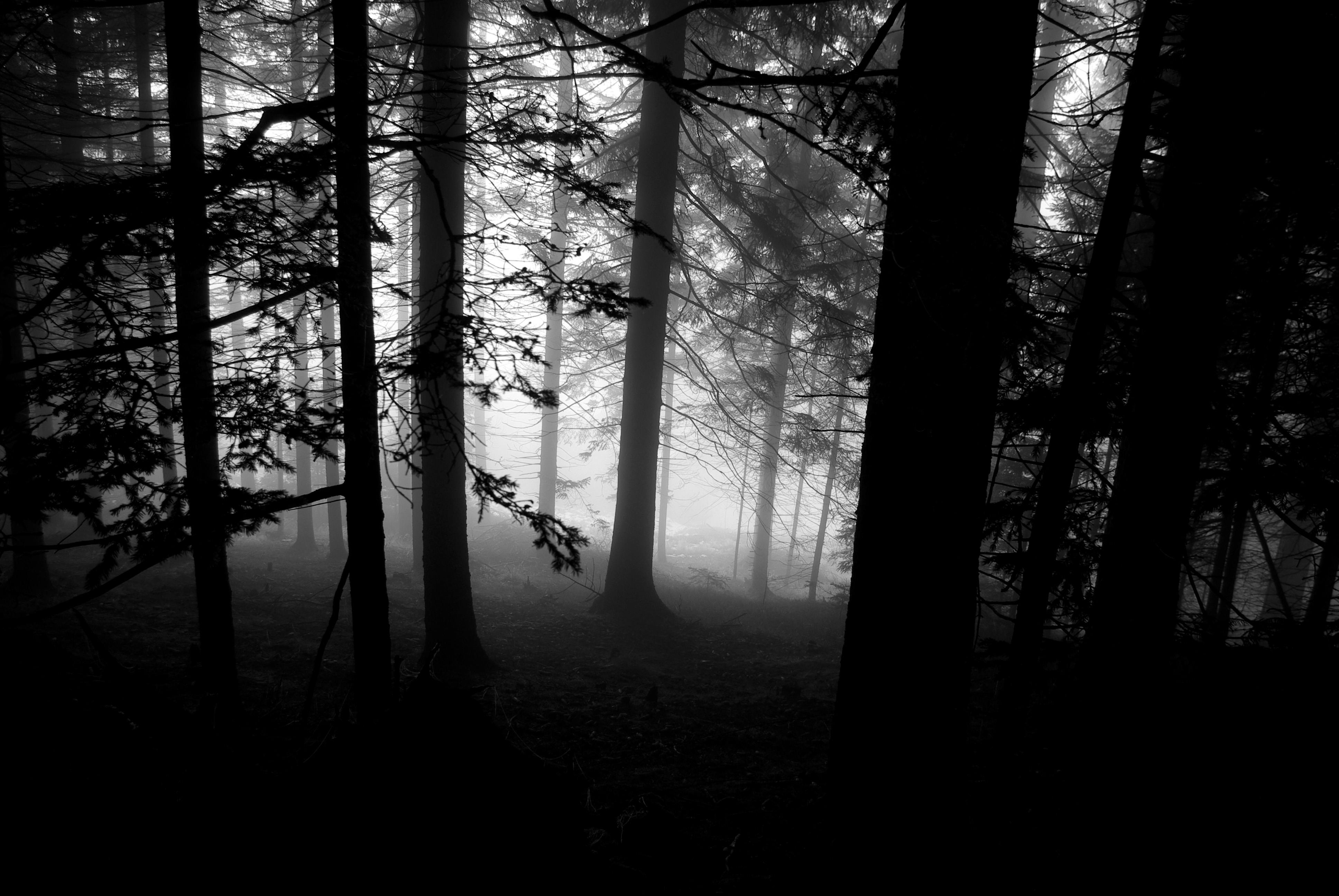Free stock photo of black and-white, black forest, dark