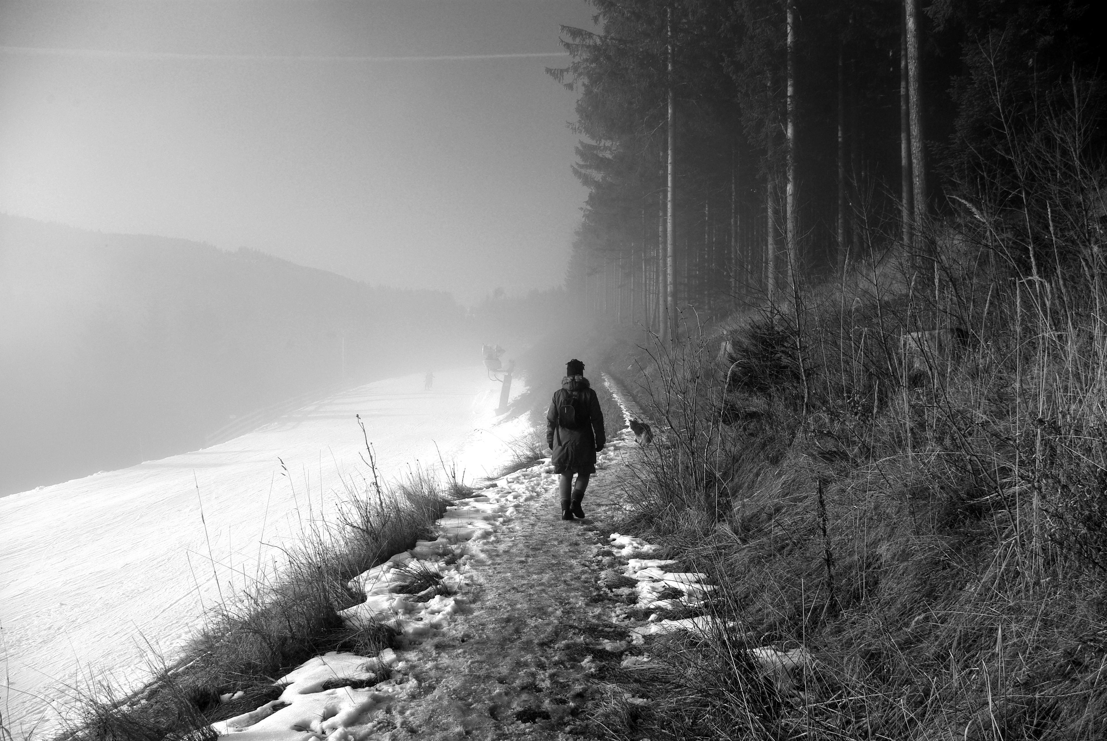 Free stock photo of alone, black and white, forest