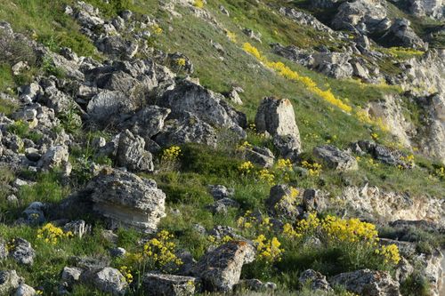 Free A rocky hillside covered in yellow wildflowers, showcasing the beauty of nature in spring. Stock Photo
