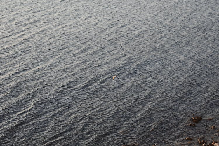 A Bird Flying Over The Sea