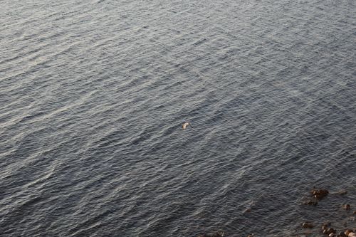 Free A lone bird gracefully glides over the tranquil ocean surface on a serene day. Stock Photo