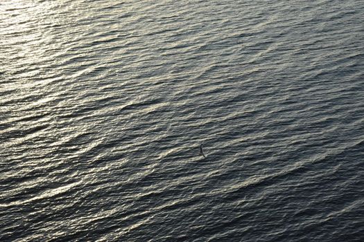 A lone bird gliding gracefully over ocean waters at sunset, creating a serene atmosphere.