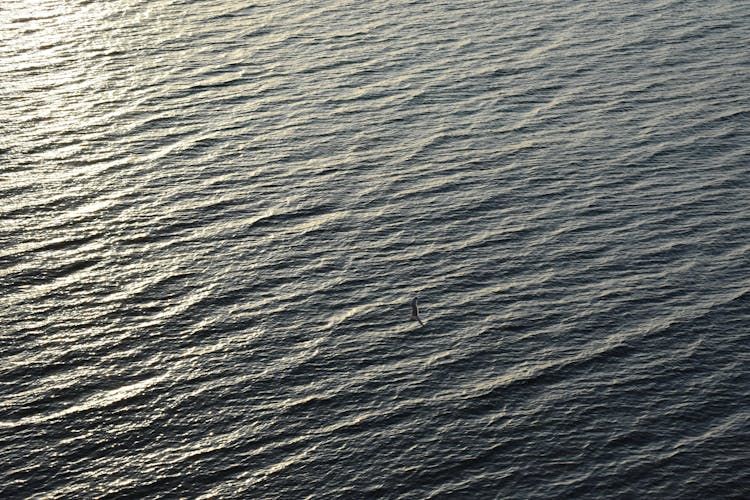 A Bird Flying Over The Sea