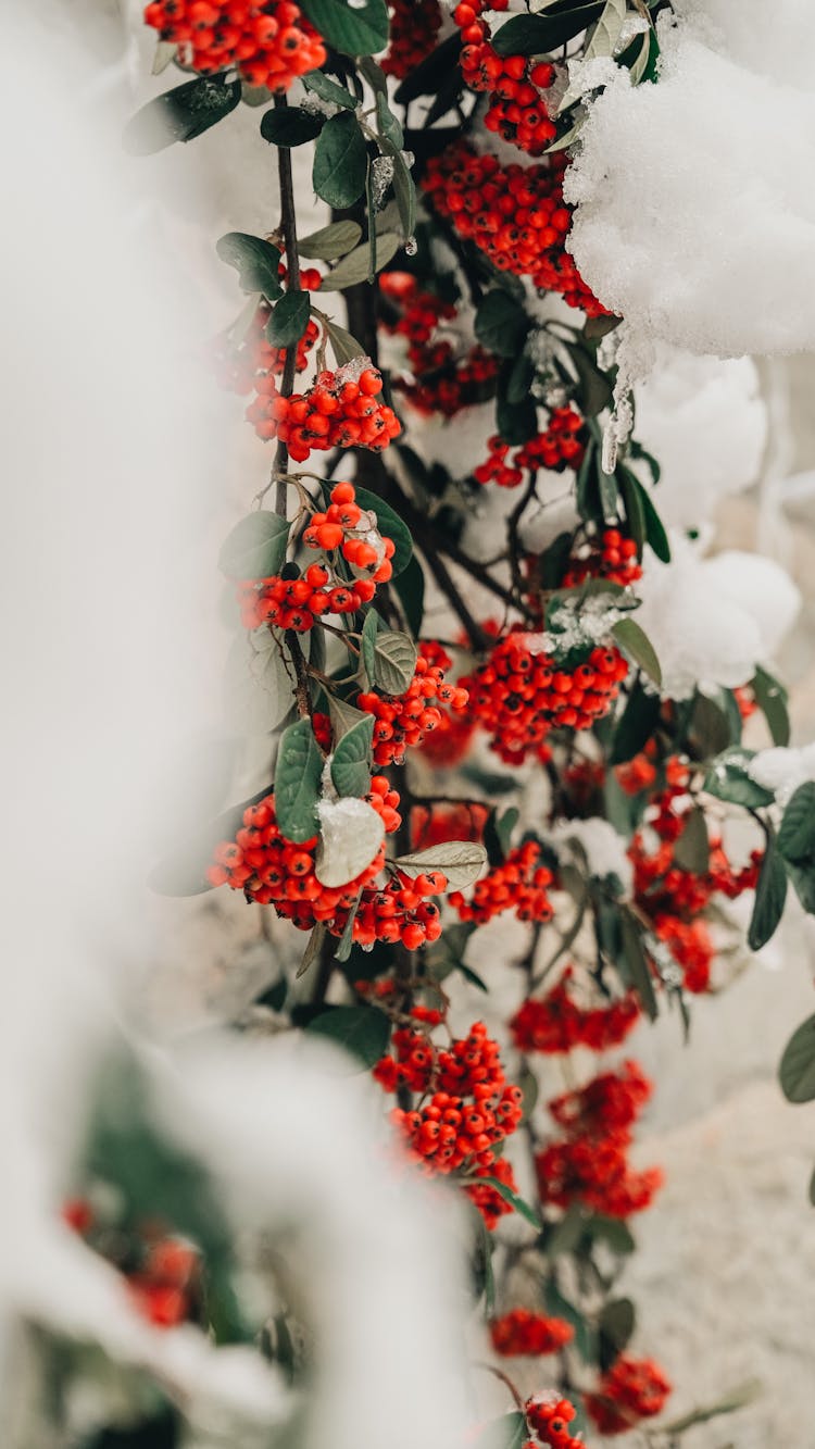 Snow On Rowan Tree