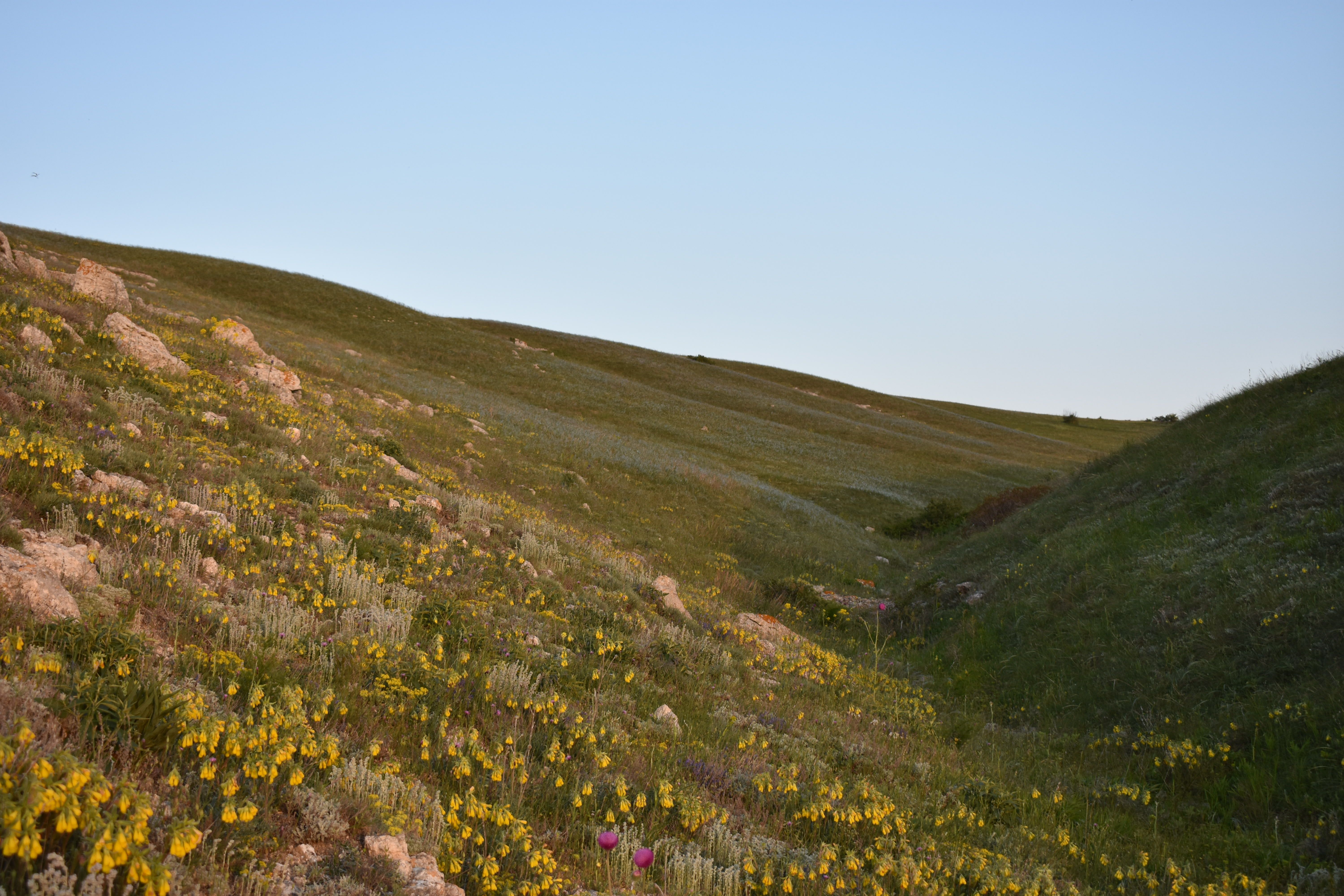 Rolling Hill Country hills covered in spring wildflowers