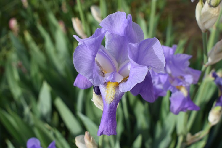 Close-Up Shot Of Purple Sweet Iris Flowers