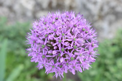 Close-up of Purple Allium Flowers
