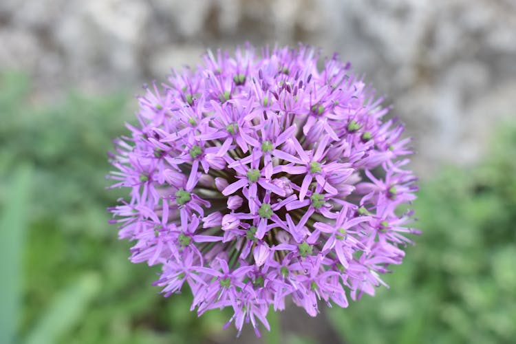 Close-up Of Purple Allium Flowers