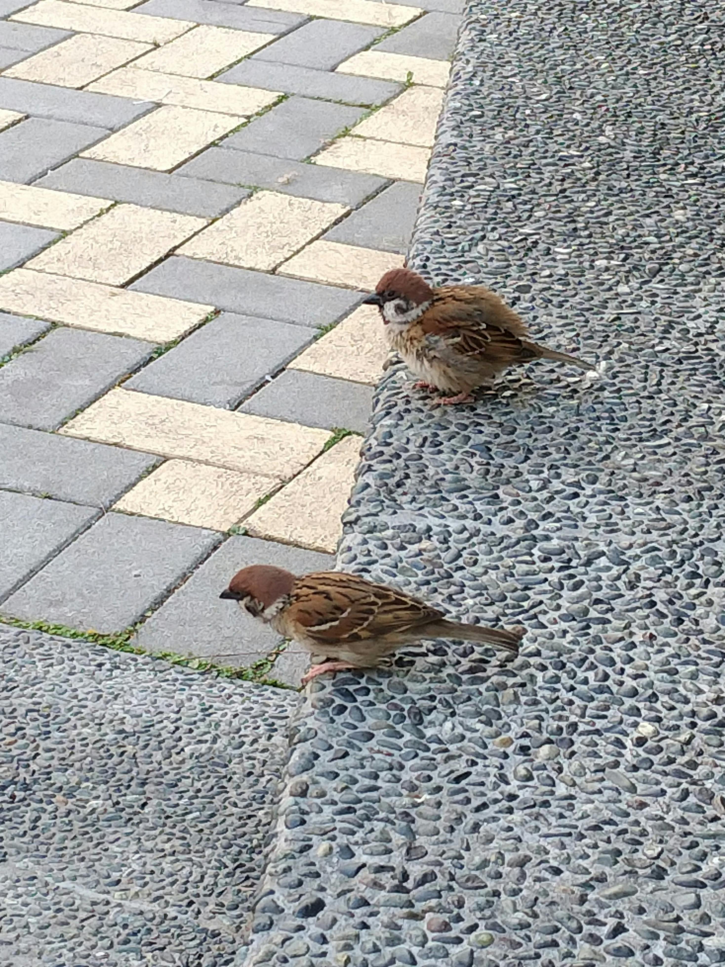 武汉信托公司如何用肇新智能文档比对比较扫描件合同的关键条款差异