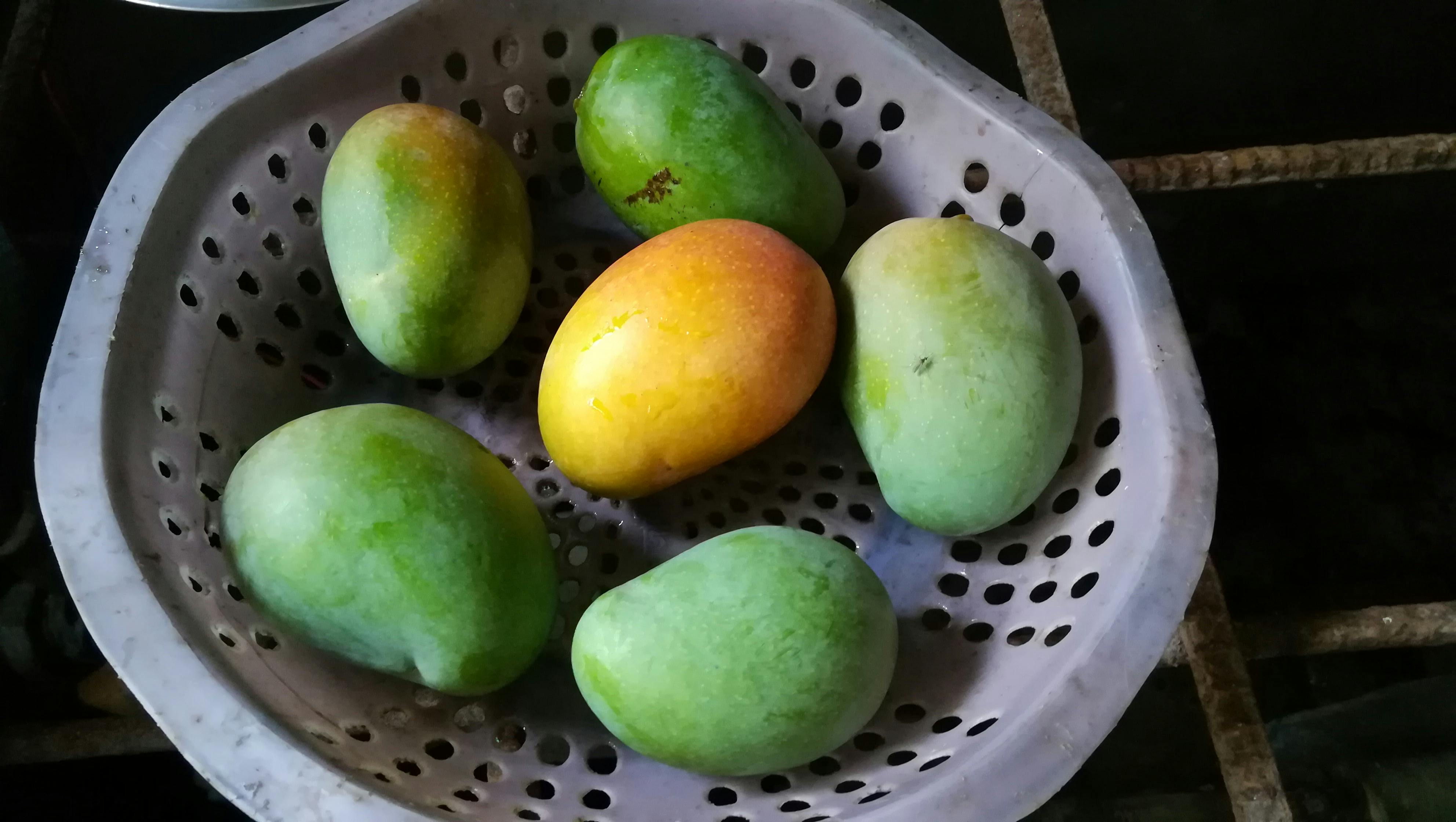 Free stock photo of fresh fruit, fruits, green mango