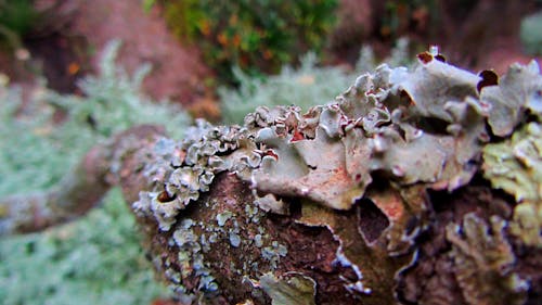 Free stock photo of bark, lichen, moss