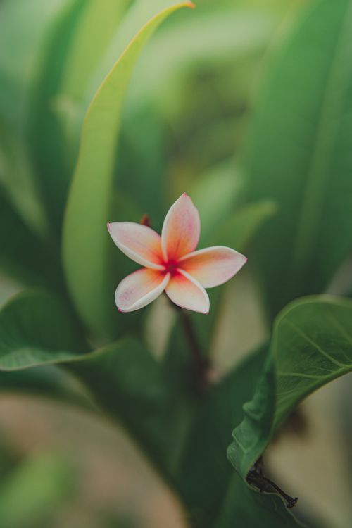 Free Close-up of a vibrant plumeria flower surrounded by lush green leaves. Stock Photo