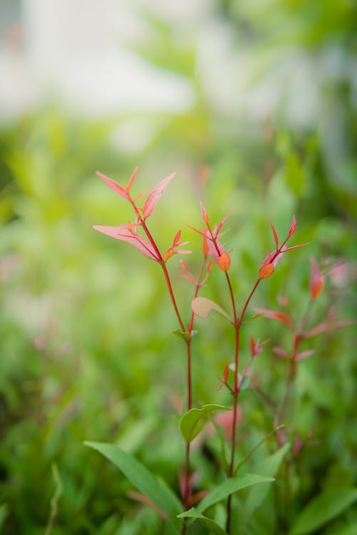 bereketli, bitki örtüsü, büyüme içeren Ücretsiz stok fotoğraf