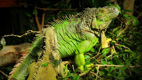 Free stock photo of iguana, lizard