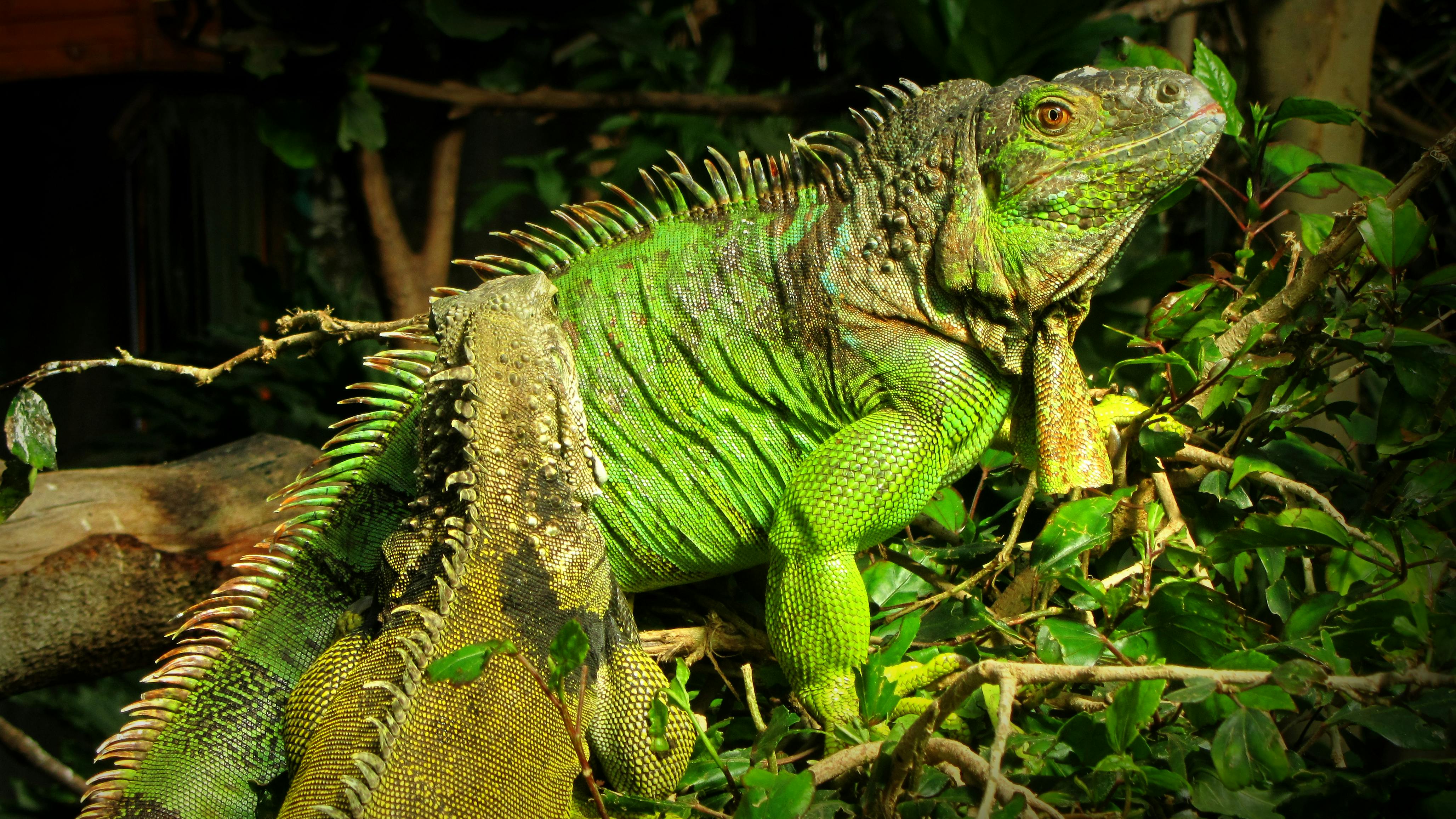 Free stock photo of iguana, lizard, reptile