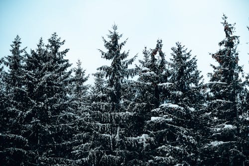 Ingyenes stockfotó fehér ég, hó, hóval borított fák témában Stockfotó
