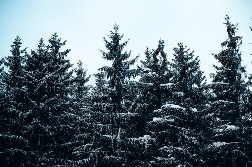 Free Serene winter scene of snow-laden pine trees against a pale sky, evoking tranquility. Stock Photo